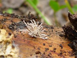 Torrubiella arachnophila 358251.jpg