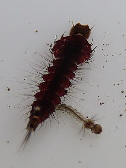 Toxorhynchites speciosus larvae.jpg