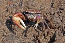 West African fiddler crab (Uca tangeri) male.jpg