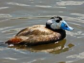 White-headed Duck.jpg