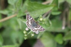 White checkered-skipper (Pyrgus albescens) dorsal 2.jpg