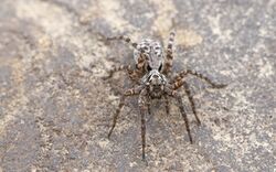 Wolf spider in Alaska.jpg