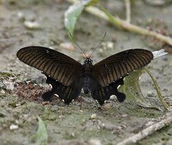 Yellow Helen Papilio nephelus at Jayanti, Duars, West Bengal W IMG 5604.jpg