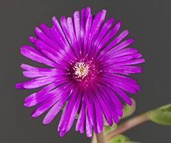 (MHNT) Delosperma cooperi - Flower.jpg