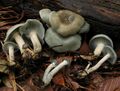 2011-11-20 Clitocybe odora (Bull.) P. Kumm 183658.jpg