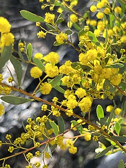 Acacia buxifolia 01.jpg