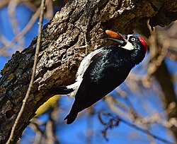 Acorn Woodpecker imported from iNaturalist photo 114896966 on 8 November 2023.jpg