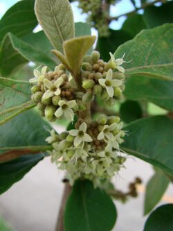 Aegiphila lhotzkiana flowers.jpg