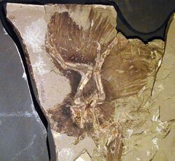 Anchiornis feathers.jpg