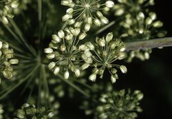 Angelica atropurpurea NRCS-2.jpg