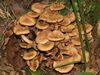 Armillaria tabescens.JPG