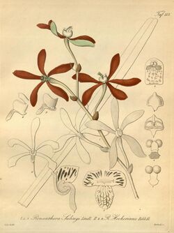 Armodorum sulingi (as Renanthera sulingi) - Arachnis hookeriana (as Renanthera hookeriana) - Xenia 2 pl 113.jpg