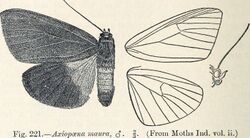 Axiopoena maura.jpg