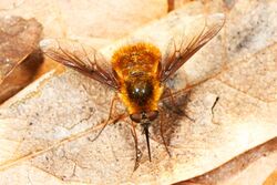 Bee Fly - Bombylius mexicanus, Manatee Springs State Park, Chiefland, Florida.jpg