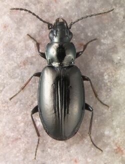 Bembidion osculans.jpg