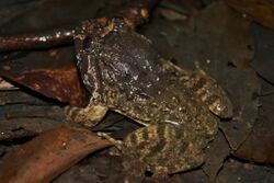 Big-headed Frog (Limnonectes fujianensis) 大頭蛙5.jpg