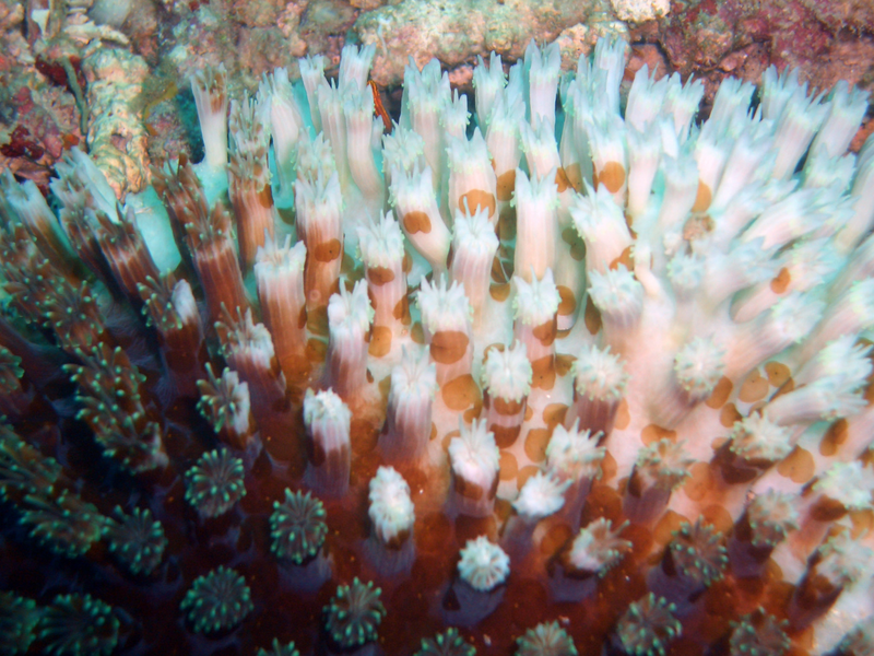 File:Bleached Coral.png