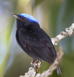 Blue-crowned manakin male.png