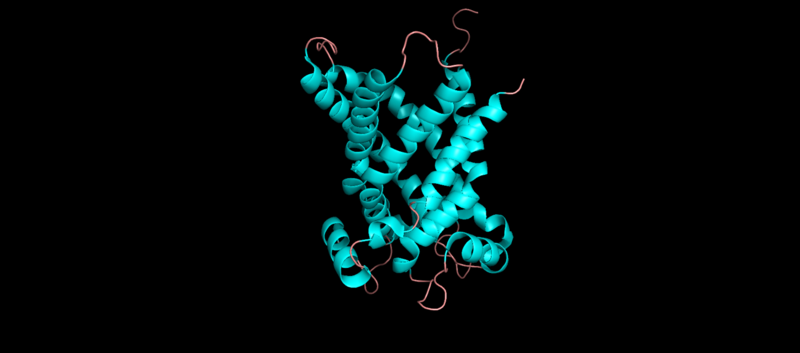 File:Bovine mitochondrial ADP-ATP carrier 1.png