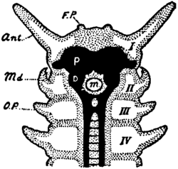 Britannica 1911 Arthropoda - Peripatus head.png