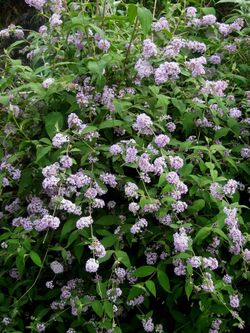 Buddleja delavayii, general view.jpg