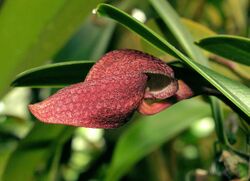 Bulbophyllum arfakianum Orchi 121.jpg