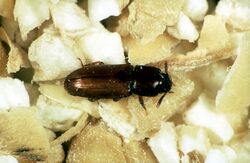 CSIRO ScienceImage 2764 Smalleyed Flour Beetle Palorus ratzeburgi.jpg