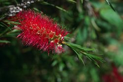 Callistemon subulatus.jpg