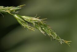 Carex canariensis (02).jpg