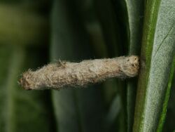 Casignetella succursella (larva) (40800132571).jpg