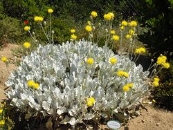 Centaurea ragusina 3 (Corse).JPG