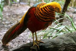 Chrysolophus pictus -Melbourne Zoo, Australia-8a.jpg