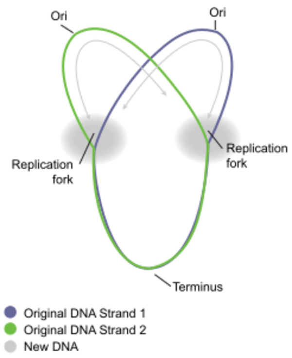 Biology:Circular prokaryote chromosome - HandWiki