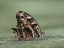 Close wing of Neope bhadra (Moore,1858) – Tailed Labyrinth.jpg