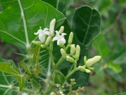 Cnidoscolus phyllacanthus flowers.jpg