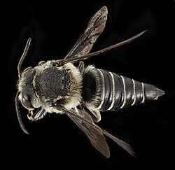 Coelioxys rufitarsis, F, Back, NY, Elk Lake 2014-09-04-15.41.20 ZS PMax (26356053608).jpg