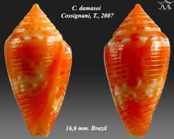 Conus damasoi 1.jpg