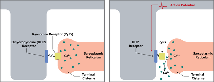 Coupling of the muscle action potential to Ca++ release from the sarcoplasmic reticulum - the dihydropyridine receptor and ryanodine receptor.png