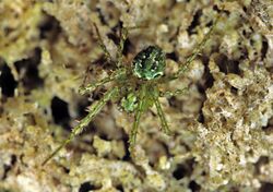 Cryptaranea atrihastula-Cryptic Orbweb Spider (NZAC06001374).jpg