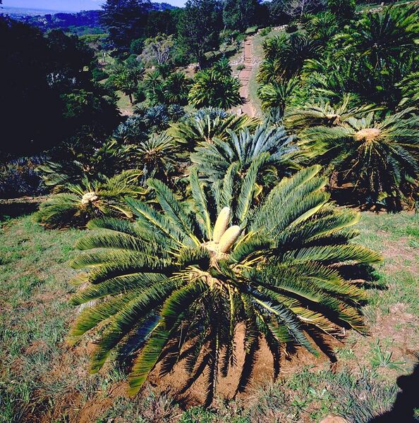 File:Cycads, Limpopo, South Africa (2417726335).jpg