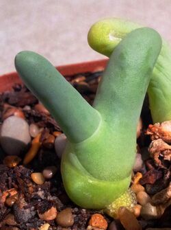 Dactylopsis digitata - prev Phyllobolus digitatus - finger and thumb plant 5.jpg