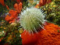 Deepwater urchin at Josh's Reef P5080191.jpg