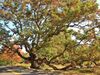 Dewey Oak Tree - White Oak, Granby, CT - October 17, 2010.jpg