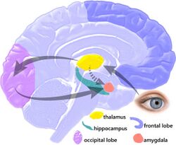 EQbrain optical stim en.jpg