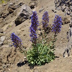 Echium gentianoides LC0410.jpg