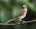 Ecuadorian Thrush (Turdus maculirostris) (20081987352).jpg