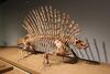 Edaphosaurus-Field Museum.jpg