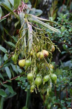 Epidendrum frutex fruits.jpg