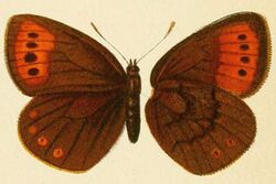 Erebia fletcheri female.jpg