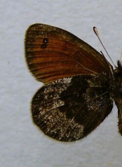 Erebia gorge.underside.jpg